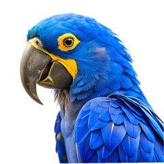 Fototapeta premium Blue and yellow hyacinth macaw parrot isolated on transparent background