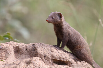 Südliche Zwergmanguste / Dwarf mongoose / Helogale parvula