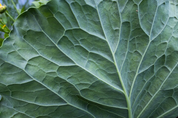 Obraz premium Green cabbage leaf, close-up. Cabbage-leaf background for publication, poster, calendar, post, screensaver, wallpaper, cover, website. High quality photography
