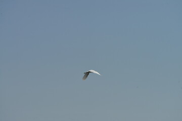 Little egret (Egretta garzetta) flying in clear blue sky over natural wetland habitat