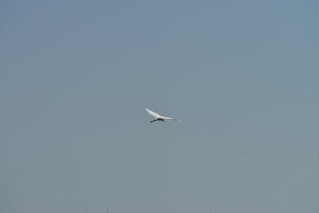 Little egret (Egretta garzetta) flying in clear blue sky over natural wetland habitat