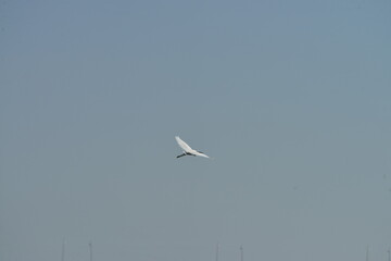 Little egret (Egretta garzetta) flying in clear blue sky over natural wetland habitat