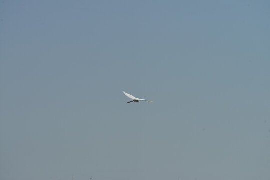 Little egret (Egretta garzetta) flying in clear blue sky over natural wetland habitat