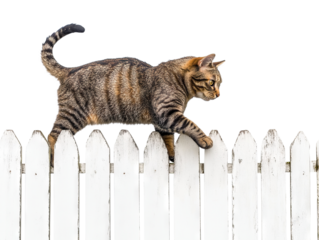 Tabby cat walking on a white wooden fence, isolated on transparent cutout background