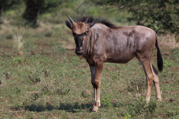 Streifengnu / Blue wildebeest / Connochaetes taurinus