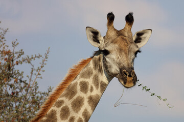 Giraffe / Giraffe / Giraffa camelopardalis