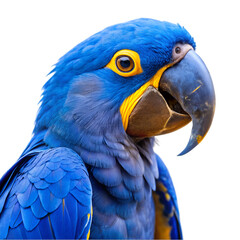Blue and yellow hyacinth macaw parrot isolated on transparent background