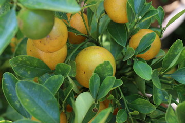 Oranges on the tree in the garden