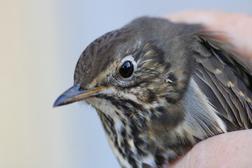 natural anthus trivialis bird photo