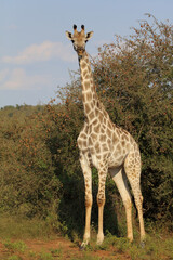 Giraffe / Giraffe / Giraffa camelopardalis