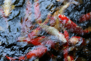 The koi in the large pond have beautiful colors.