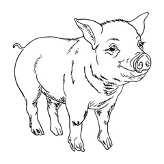 Hand drawing style of pig vector. It is suitable for farm icon, sign or symbol.
