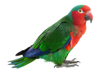 Stunning Eclectus Parrot (Eclectus roratus) with Green and Red Feathers Isolated on Transparent Background