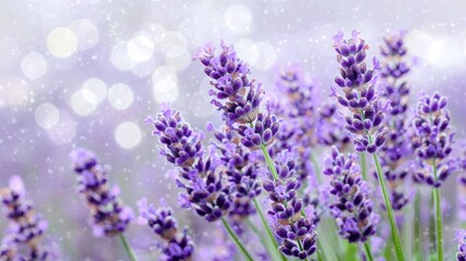Naklejka premium Lavender Flowers in Soft Light Background