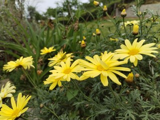 Fototapeta premium chrysanthemum indicum yellow flower macro