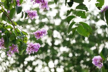Queen's Floweror  Lagerstroemia speciosa, cheerful blooming in park.
