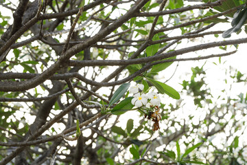 White and Yellow Plumeria or Frangipani cheerful blooming in natural park.