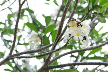White and Yellow Plumeria or Frangipani cheerful blooming in natural park.