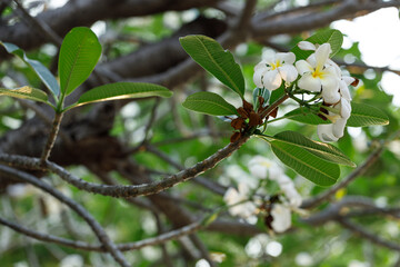 White and Yellow Plumeria or Frangipani cheerful blooming in natural park.