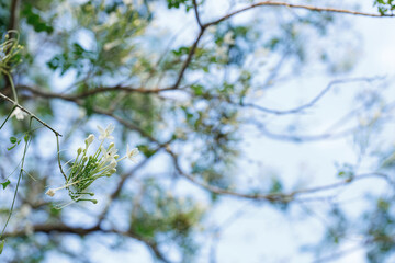 White Millingtonia hortensis or tree jasmine or Indian cork cheerful blooming against blue sky.
