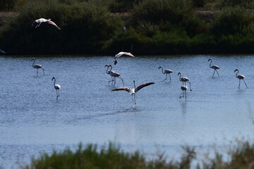 Flock of flamingos in the pond