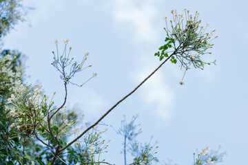 White Millingtonia hortensis or tree jasmine or Indian cork cheerful blooming against blue sky.