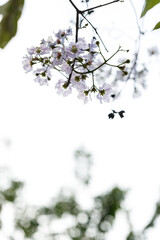 Lagerstroemia Loudonii cheerful blooming in natural park.