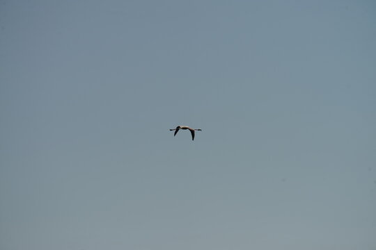 Flamingo flying in clear blue sky with minimal composition and large copy space, elegant wildlife scene with freedom and movement