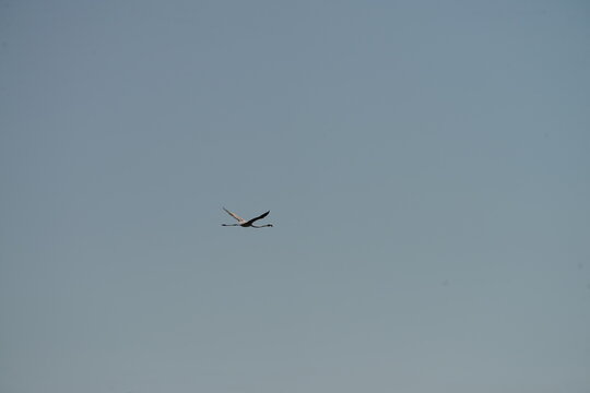 Flamingo flying in clear blue sky with minimal composition and large copy space, elegant wildlife scene with freedom and movement