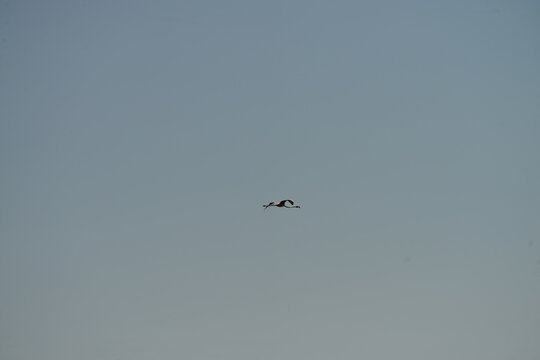 Flamingo flying in clear blue sky with minimal composition and large copy space, elegant wildlife scene with freedom and movement