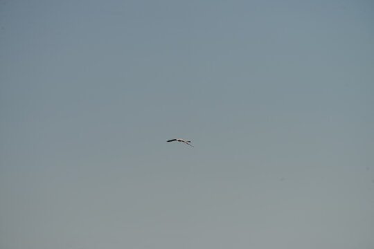 Flamingo flying in clear blue sky with minimal composition and large copy space, elegant wildlife scene with freedom and movement
