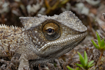Fototapeta premium A close-up of a chameleon blending into its surroundings, with its eye looking directly at the camera.