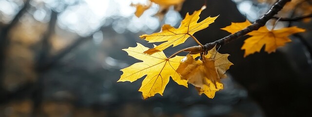 In Kyushu, Japan, a close-up, macro shot captures beautiful maple leaves on a sunny autumn day with a blurred background and no people in the foreground, providing ample copy space