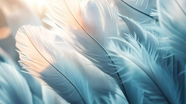 White feathers photograph. Blue gray feathers of a bird. A bird with feathers lifestyle falling on a background. Photograph of white feathers.