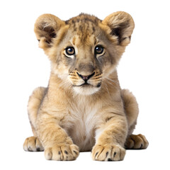 Obraz premium Lion cub isolated on transparent background