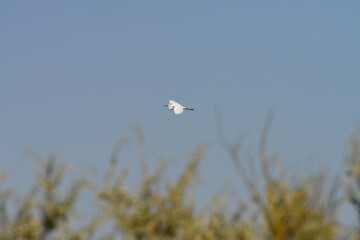Beautiful white heron flying with the blue sky in the background