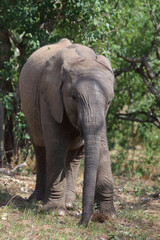 Fototapeta premium Afrikanischer Elefant / African elephant / Loxodonta africana