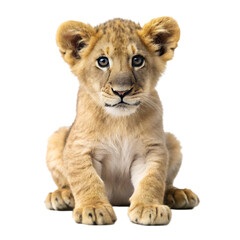 Lion cub isolated on transparent background