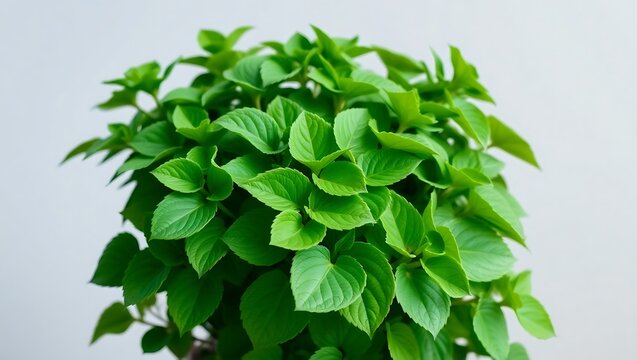 "Vibrant Plectranthus Amboinicus &ndash; Lush Greenery with Aromatic Leaves"