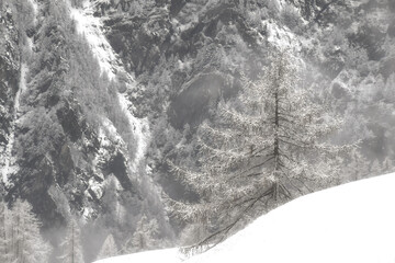 Alberi ricoperti di leggera neve sulle pendici della montagna