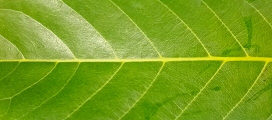 Close-up of a fresh green leaf with delicate yellow veins, highlighting its fine natural texture and intricate botanical structure for eco-friendly visuals.