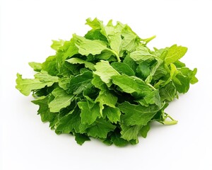 Fototapeta premium Vibrant Melissa Leaves: A Close-Up Study of Healthy Herbal Mint Colors