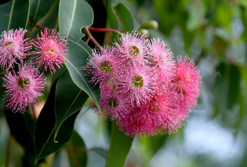 Beautiful pink blossoms and dark green leaves of Australian native Corymbia ficifolia ornamental...