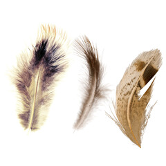 A group of feathers  isolated on transparent background