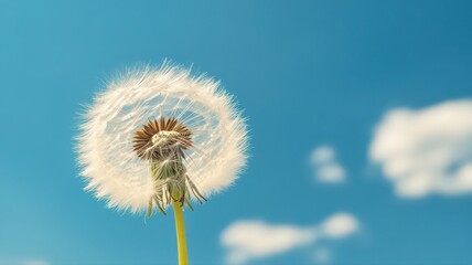 Fototapeta premium White Dandelion Seed Head Against Blue Sky with Clouds