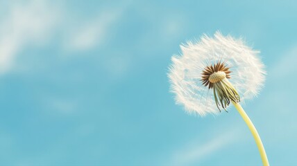 Fototapeta premium White Dandelion Seeds Floating on a Light Blue Sky