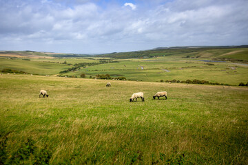 Fototapeta premium Sheep grazing in beautiful landscape