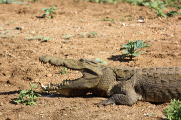 Nilkrokodil / Nile crocodile / Crocodylus niloticus..