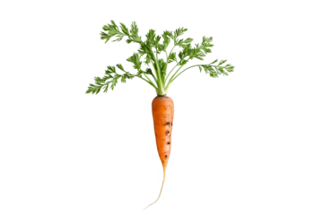 A freshly picked orange carrot with feathery green tops, still slightly damp with soil, isolated on white background