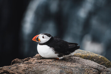 Puffin on a rock resting